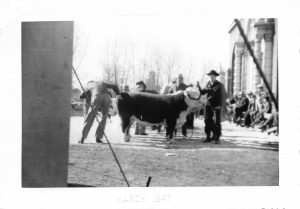 March, 1947. Men in cowboy hats with cattle in front of the Exchange Building. From the Alice Petersen estate collection. Digitized by Evalogue.Life 2017.