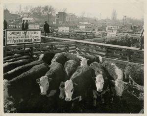 1926 pens with cattle at the Ogden Union Stockyards. Sign reads Carload fat Steers owned and grown by Bar R Ranch Bert Rudd Irwin, ID, for sale by Peck Bros. Livestock Com. Co. Special Collections Department, Stewart Library, Weber State University