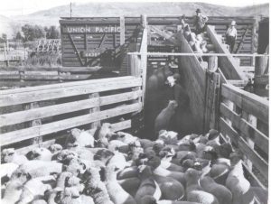 sheep being loaded up the concrete ramps onto a Union Pacific rail car at the Ogden Union Stockyards. Special Collections Department, Stewart Library, Weber State University