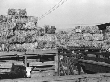 Calf inside a pen with hay in the background at the Ogden. Union Stockyards. Photo obtained from Don Strack.