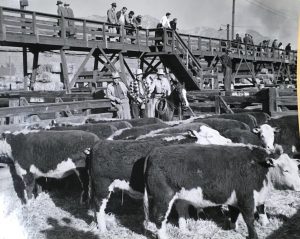 Inside pens at the Ogden Union Stockyards, cattle stand. At the back of the pen are three men wearing cowboy hats, working jackets and two have ties on. One man is on a horse with a lasso. Above on the catwalk, men in hats and overcoats look down. Special Collections Department, Stewart Library, Weber State University