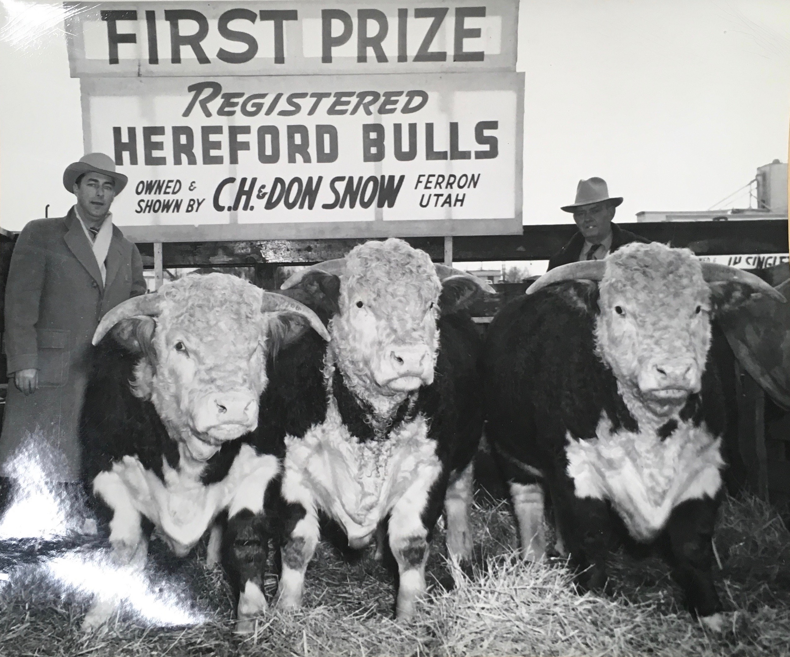 Two men wearing long winter overcoats and hats with three steers standing in a pen outside at the Ogden Union Stockyards. A sign behind them reads "First Prize Registered Hereford Bulls owned & shown by C.H. & Don Snow Ferron Utah" Special Collections Department, Stewart Library, Weber State University