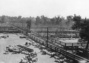 Sheep in pens at the Ogden Union Stockyards. Thank you to Don Strack for generously sharing this photo, part of his extensive gallery.