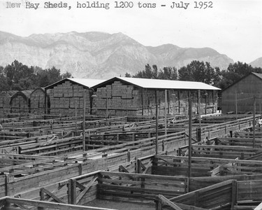 New Hay Sheds, holding 1,200 tons - July 1952. Thank you to Don Strack for generously sharing this photo, part of his extensive gallery. Ogden Union Stockyards.