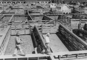 Men on catwalk above the pens in the Ogden Union Stockyards. one wearing a cowboy hat and overalls and the other in a white fedora, slacks and white shirt. Thank you to Don Strack for generously sharing this photo, part of his extensive gallery.