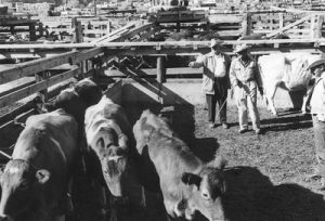 Two men wearing cowboy hats stand with cattle inside pens at the Ogden Union stockyards. Thank you to Don Strack for generously sharing this photo, part of his extensive gallery.