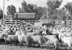 Sheep and R.J. Wight truck at the Ogden Union Stockyards. Thank you to Don Strack for generously sharing this photo, part of his extensive gallery.