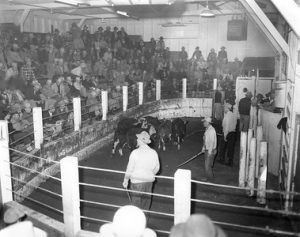 Cattle inside the auction ring at the Ogden Union Stockyards. The gallery bleachers are full. Thank you to Don Strack for generously sharing this photo, part of his extensive gallery.