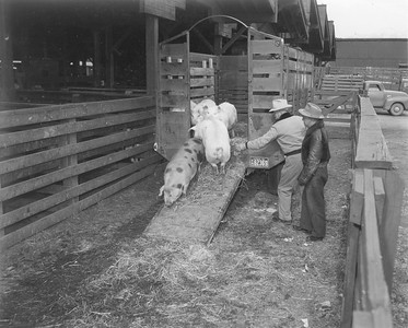 Hogs being unloaded from a truck at the Ogden Union Stockyards. Photo obtained from Don Strack. 