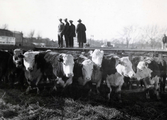 Cattle in the stockyards with men standing on the catwalk. Special Collections Department, Stewart Library, Weber State University