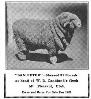 "San Peter" sheared 51 pounds at head of W.D. Candland's flock, Mt. Pleasant Utah, Ewes and Rams for sale 1920. Photo of a ram taken from the 1920 National Wool Grower publication