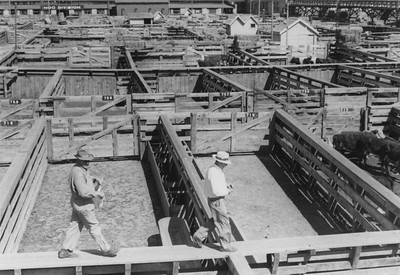 Men on catwalk above the pens in the Ogden Union Stockyards. one wearing a cowboy hat and overalls and the other in a white fedora, slacks and white shirt. Thank you to Don Strack for generously sharing this photo, part of his extensive gallery.